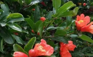富贵树花开美丽无比（探寻富贵树的开花奥秘）