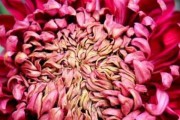 菊花（探寻菊花的生长习性及分类特点）