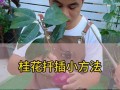 十月移栽的桂花树如何科学浇水（科学浇水让十月移栽的桂花树茁壮成长）