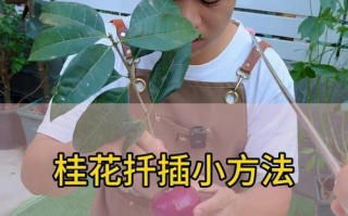 十月移栽的桂花树如何科学浇水（科学浇水让十月移栽的桂花树茁壮成长）