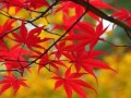 红枫花语与寓意（探究红枫的内涵及象征意义）