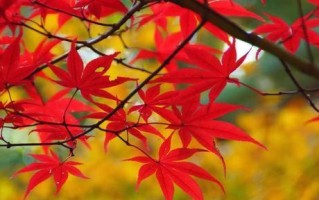 红枫花语与寓意（探究红枫的内涵及象征意义）