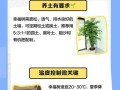 幸福树为何疯狂掉叶子？（分析幸福树掉叶子的原因和解决方法）