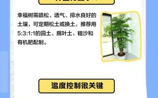 幸福树为何疯狂掉叶子？（分析幸福树掉叶子的原因和解决方法）