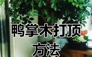 独枝鸭掌木修剪指南（打造美丽庭院的关键技巧）