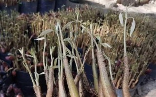 如何种植榴莲种子（从发芽到成长，成为一棵健康的榴莲树）