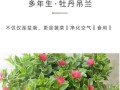 牡丹吊兰的养殖方法和注意事项（打造独特生活氛围，关注牡丹吊兰这些要点）