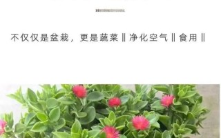 牡丹吊兰的养殖方法和注意事项（打造独特生活氛围，关注牡丹吊兰这些要点）