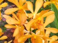 胡姬花——缅甸的国花（美丽与神秘的象征）