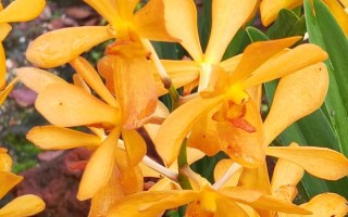 胡姬花——缅甸的国花（美丽与神秘的象征）