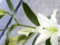 探索百合花的神秘之美（探索百合花的神秘之美）