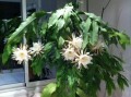 如何为假昙花施肥？（假昙花肥料选择、肥料施用方式、施肥时间、施肥量等）