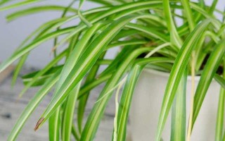 以草木灰为消毒剂，保护吊兰健康（草木灰的消毒作用和使用方法）