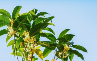 怎样让桂花树叶子重拾绿色生机（详细介绍解决桂花树叶子发黄的实用方法）