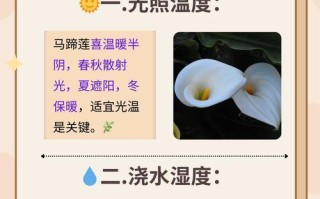 以子持莲花的养殖方法大全（掌握养殖技巧，培育美丽莲花）