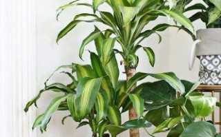 如何解决室内暖气植物不透气的问题（舒适环境）
