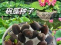 碗莲养护全攻略（打造盛开如锦的碗莲花海）