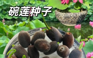 碗莲养护全攻略（打造盛开如锦的碗莲花海）