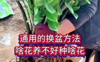 植物换盆（让你的植物焕发新生机，从脱盆开始）