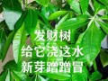 花多多10号可以浇发财树吗？（10号肥料适合发财树生长吗？可以提高发财树的品质吗？）