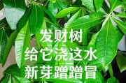 花多多10号可以浇发财树吗？（10号肥料适合发财树生长吗？可以提高发财树的品质吗？）