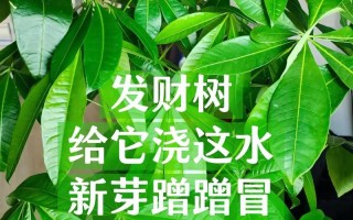 花多多10号可以浇发财树吗？（10号肥料适合发财树生长吗？可以提高发财树的品质吗？）