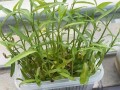 空心菜的种植季节与技巧（打造丰收的空心菜园，掌握这些种植诀窍！）
