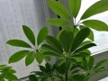 如何养护小鹅掌柴？（关爱盆栽中的小鹅掌柴，打造绿色空间）