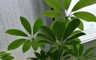 如何养护小鹅掌柴？（关爱盆栽中的小鹅掌柴，打造绿色空间）