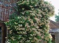 耐寒爬墙花卉大盘点（冬季生机勃发，这些花卉最能独挡寒冬）