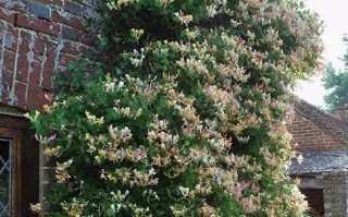 耐寒爬墙花卉大盘点（冬季生机勃发，这些花卉最能独挡寒冬）