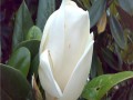 广玉兰的花期及开花时间（揭秘广玉兰花期的奥秘）