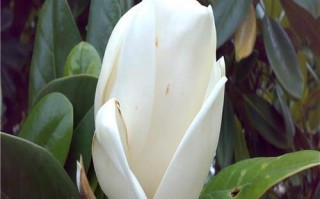 广玉兰的花期及开花时间（揭秘广玉兰花期的奥秘）