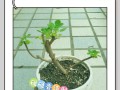 碰碰香冬天养殖全攻略（学会养殖碰碰香冬天的关键技巧）