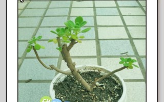 碰碰香冬天养殖全攻略（学会养殖碰碰香冬天的关键技巧）