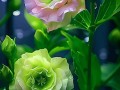 桔梗的花语和寓意（探究桔梗的文化内涵，解读花语与寓意）