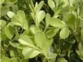 探究黄杨的草本性质（从植物学角度看黄杨的分类特征）