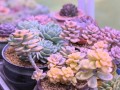 探寻多肉之美（美丽多肉植物的锦绣色彩与独特品种）