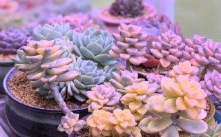 探寻多肉之美（美丽多肉植物的锦绣色彩与独特品种）