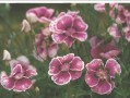 海石竹的花期及其特点（探究海石竹花期的长短、颜色、花饰用途等特性）