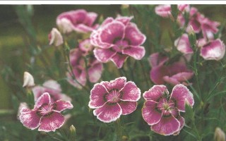 海石竹的花期及其特点（探究海石竹花期的长短、颜色、花饰用途等特性）