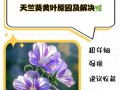 天竺葵不开花的原因及解决方法（花期耽搁？天气不对劲？看这里，详细解决！）