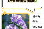 天竺葵不开花的原因及解决方法（花期耽搁？天气不对劲？看这里，详细解决！）