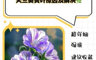 天竺葵不开花的原因及解决方法（花期耽搁？天气不对劲？看这里，详细解决！）