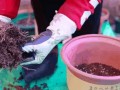 绿山茶花的种植技巧与养护方法（探索绿山茶花的美丽世界，让您的庭院绽放色彩缤纷的花海）