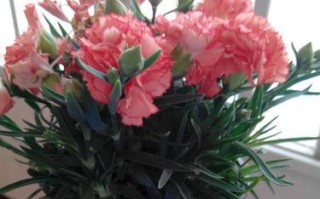 解决康乃馨花插水烂掉的问题（插水保鲜技巧，轻松延长康乃馨的花期）