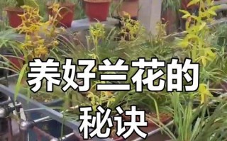 新上盆兰花的养护秘籍（让你的兰花健康茁壮的关键方法）
