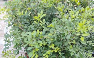 九里香的开花周期与养护方法（一年几次开花？如何养护？）