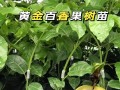 百香果的生长习性与特点剖析（探寻百香果是不是一种常绿植物）