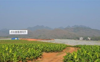 香蕉树的种植及适宜地点分析（北方果树种植技巧与方法）